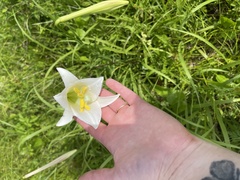 Lilium philippinense
