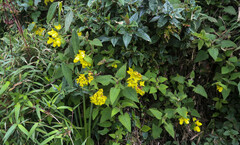 Calceolariaceae