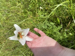 Lilium philippinense