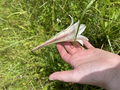 Lilium philippinense