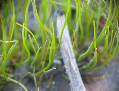 Pilularia globulifera