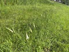 Lilium philippinense