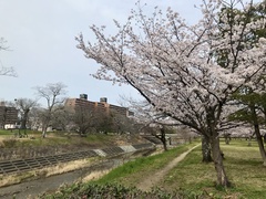 Prunus × yedoensis