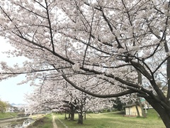 Prunus × yedoensis