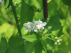 Ripariosida hermaphrodita