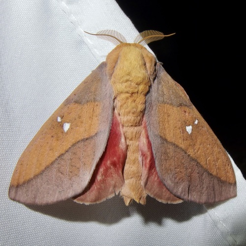 Syssphinx montana photo 3