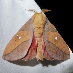 Syssphinx montana