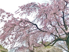 Prunus pendula