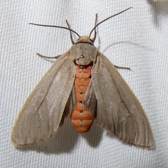 Pygarctia murina