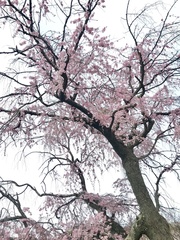 Prunus pendula