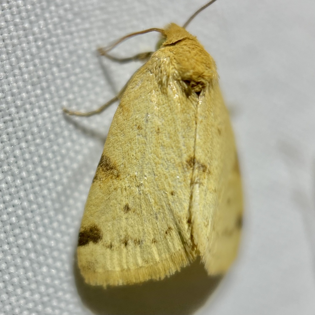 Azenia edentata