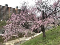 Prunus pendula