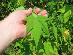 Ripariosida hermaphrodita