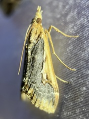 Loxostege albiceralis