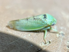 Hamana dictitoria