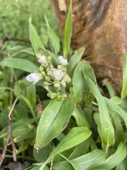 Tripogandra serrulata