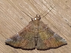 Eulepidotinae