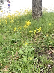 Brassica rapa