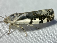 Tarache augustipennis