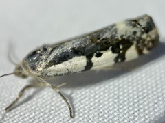 Tarache augustipennis