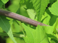 Ripariosida hermaphrodita