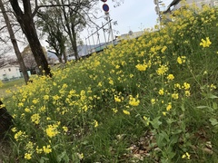 Brassica rapa