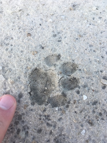 Bobcat photographed in Florida