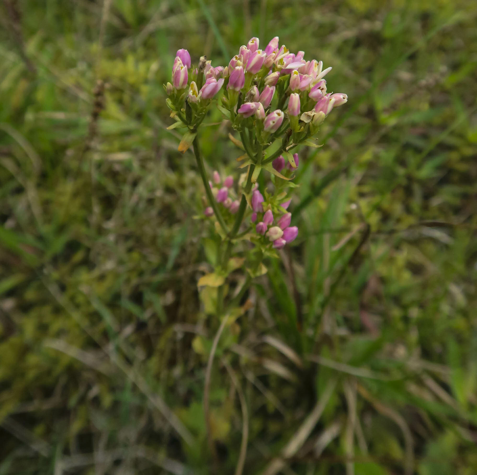 Centaurium image