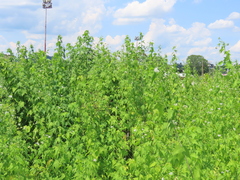 Ripariosida hermaphrodita