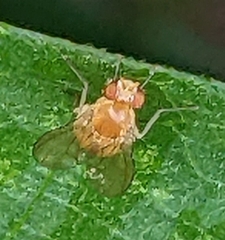 Neogriphoneura