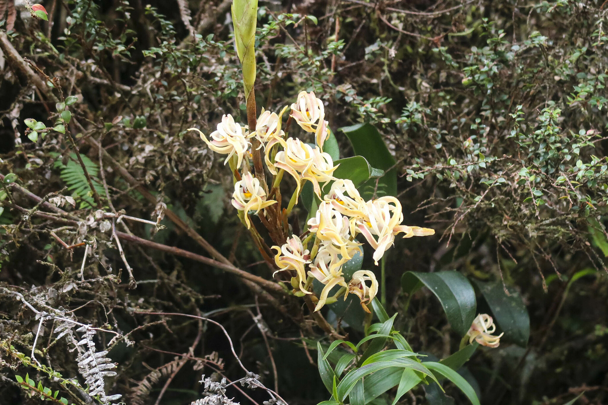 Maxillaria image
