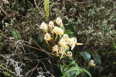 Maxillaria floribunda