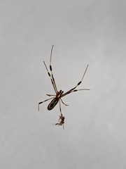 Trichonephila clavipes