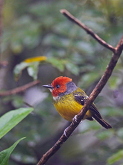 Poecilotriccus luluae