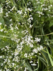 Galium rivale