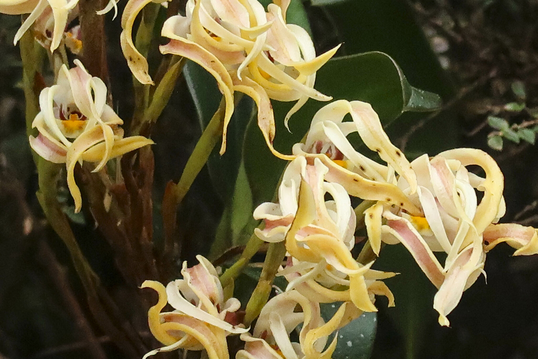 Maxillaria floribunda image