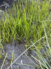 Pilularia globulifera