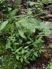 Lysimachia acroadenia