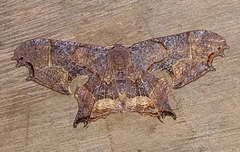 Calledapteryx dryopterata