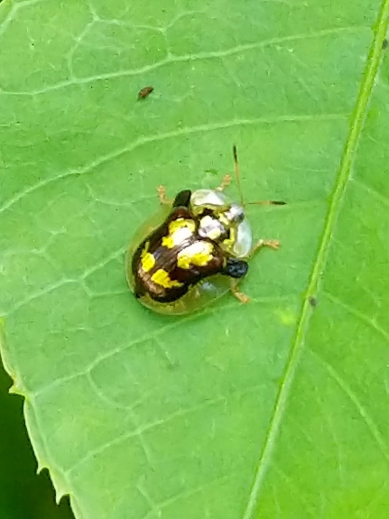 Deloyala fuliginosa