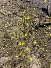 Utricularia striata