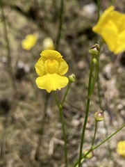 Utricularia striata