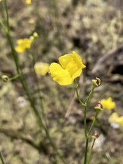 Utricularia striata