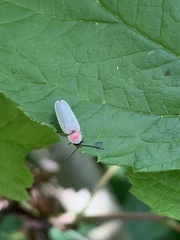 Photinus marginellus