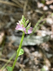 Polygala brevifolia