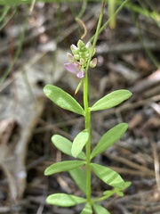 Polygala brevifolia