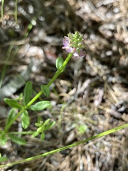 Polygala brevifolia