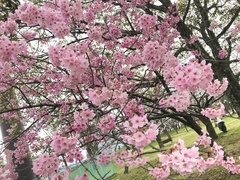 Prunus