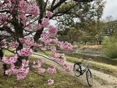 Prunus