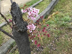Prunus